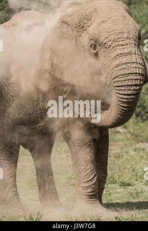 Elefant Staub Bad, Tansania Stockfoto