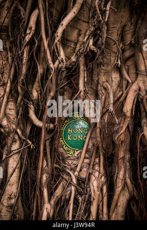Hong Kong, Hong Kong SAR, China A Banyan Bäume Wurzeln verschlingen die Plakette für die King George V Memorial Park in Hospital Straße San Yin Wortspiel © Jayne Russell Stockfoto