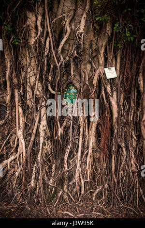 Hong Kong, Hong Kong SAR, China A Banyan Bäume Wurzeln verschlingen die Plakette für die King George V Memorial Park in Hospital Straße San Yin Wortspiel © Jayne Russell Stockfoto