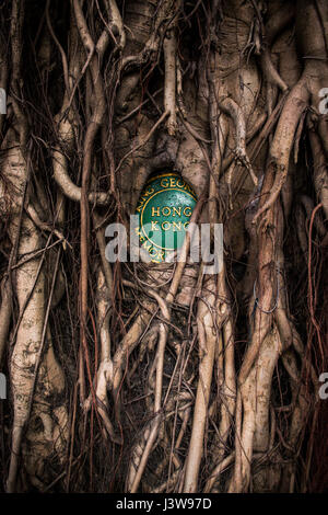 Hong Kong, Hong Kong SAR, China A Banyan Bäume Wurzeln verschlingen die Plakette für die King George V Memorial Park in Hospital Straße San Yin Wortspiel © Jayne Russell Stockfoto