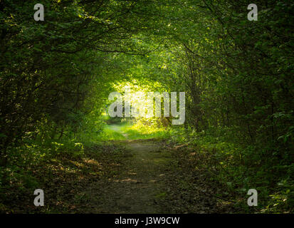 grünen Wald-tunnel Stockfoto