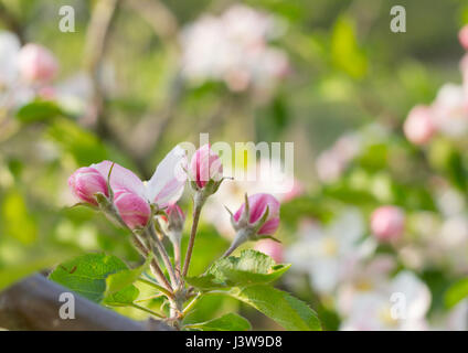 Frühling Baum Blütenknospen Stockfoto