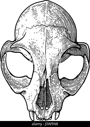 Katze Schädel Illustration, Zeichnung, Gravur, Tinte, Strichzeichnungen, Vektor Stock Vektor