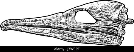 Vogel Schädel Illustration, Zeichnung, Gravur, Tinte, Strichzeichnungen, Vektor Stock Vektor