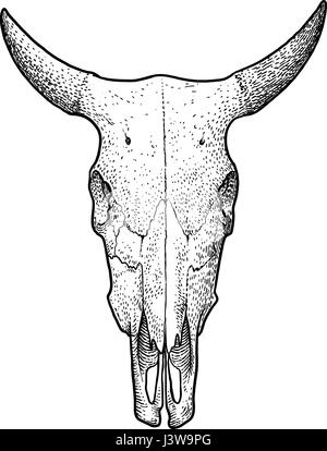 Kuh Schädel Illustration, Zeichnung, Gravur, Tinte, Strichzeichnungen, Vektor Stock Vektor