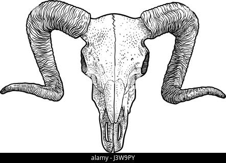 Widder Schädel Illustration, Zeichnung, Gravur, Tinte, Strichzeichnungen, Vektor Stock Vektor