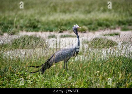 Blauen Kran Anthropoides Paradiseus, Etosha Nationalpark, Afrika Stockfoto