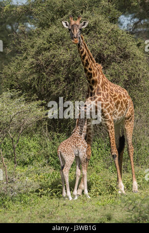 Masai-Giraffe Mutter und Kalb, Tansania Stockfoto