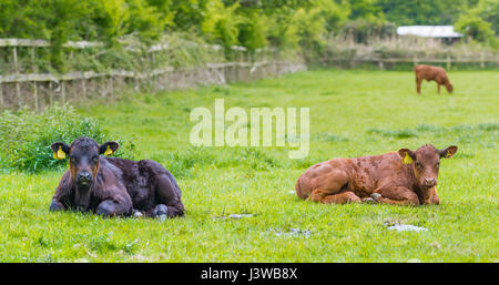 Ein paar Kühe in einem kleinen Feld Verlegung auf Rasen, eine Pause einzulegen. Stockfoto