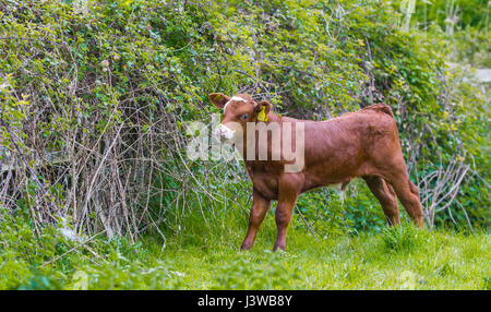 Kleine braune Kalb stehend in einem Feld. Stockfoto