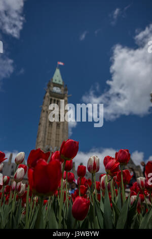 Ottawa Kanada Parlement Peace Tower mit Tulpen Stockfoto