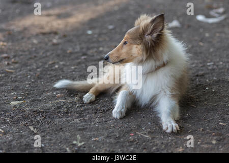 Rough Collie Stockfoto