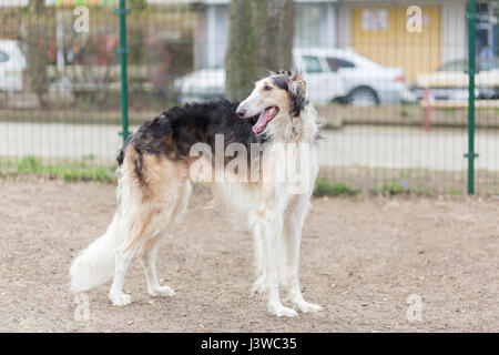 Russischen Barsoi Hund Stockfoto