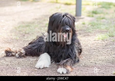 Schapendoes Holländische Schäferhund Stockfoto