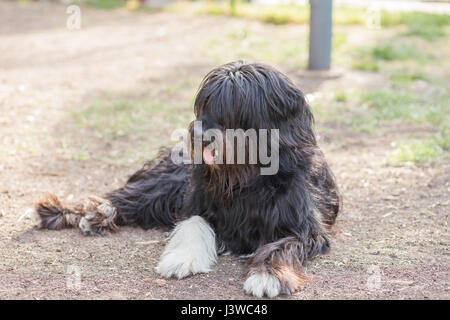 Schapendoes Holländische Schäferhund Stockfoto