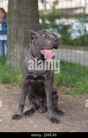 Amerikanischer Pit-Bullterrier Stockfoto