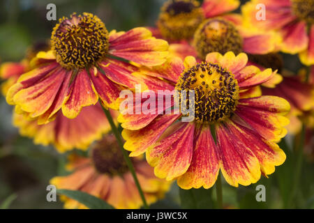 Nahaufnahme Bild einer Helenium-Blume Stockfoto