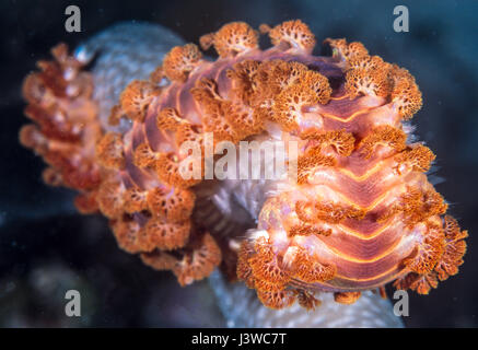 bärtige Fireworm, Hermodice Carunculata, marine Borstenwurm aus der Amphinomidae Familie Stockfoto