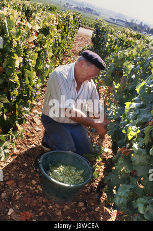 Charakter FRANZÖSISCHE WEINLESE Monsieur Bibi mit Barett in Blanchot-Dessous Weinberg von Michel Colin-Deleger, Chassagne-Montrachet, Côte d'Or, Frankreich. Stockfoto