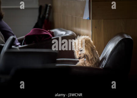 Ein Hund auf einem Stuhl in einem Café Pet niedlichen Pudel Sleepy Tier einschlafen Stockfoto