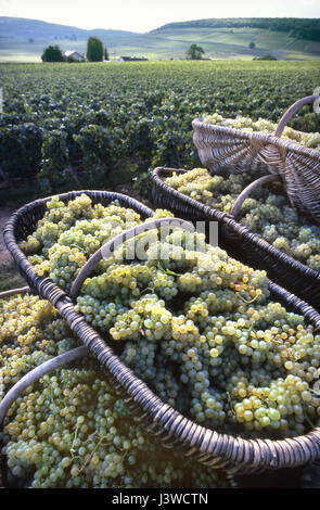 Erntekörbe Trauben Grand Cru Chardonnay Trauben Burgunder Weidenkörbe im Weinberg Louis Latour Hill of Corton. Aloxe-Corton, Côte d'Or, Frankreich. Stockfoto