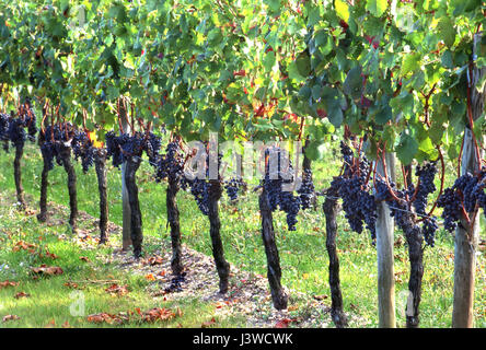 MERLOT TRAUBEN Chateau Petrus Weinberg. Reife feine Merlot-Trauben am Tag der Ernte im Weinberg Château Pétrus, Pomerol, Gironde, Bordeaux Frankreich. Stockfoto