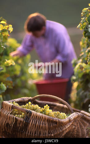 Chardonnay-Trauben, Weinlese Vendanges von Hand Grand Cru Corton Charlemagne, traditioneller burgundischer Korb im Vordergrund, Aloxe Corton Burgund Frankreich Stockfoto