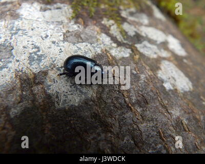 Glänzende blaue Käfer, (Chrysolina Coerulans) Stockfoto