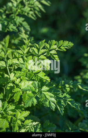 Hemlock Wasser - dropwort/Oenanthe crocata. Junge vor der Blüte Laub. Eine der giftigsten Pflanzen in Großbritannien, die Blätter sehen aus wie Petersilie. Stockfoto