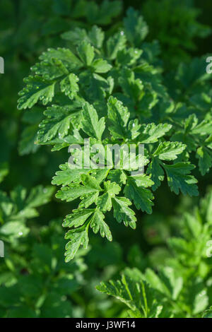 Hemlock Wasser - dropwort/Oenanthe crocata. Junge vor der Blüte Laub. Eine der giftigsten Pflanzen in Großbritannien, die Blätter sehen aus wie Petersilie. Stockfoto