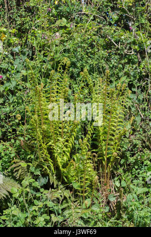 Beispiel von Dryopteris Filix-Mas / gemeinsame Wurmfarn verlässt. Stockfoto