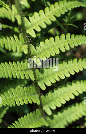 Beispiel für Dryopteris filix-Mas / Gemeine männliche Farnblätter. Farnblatt-Textur. Stockfoto