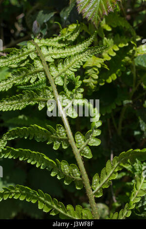 Beispiel für Dryopteris filix-Mas / Gemeine männliche Farnblätter. Unterseite mit unreifen Sori vorhanden. Farnblatt-Textur. Stockfoto