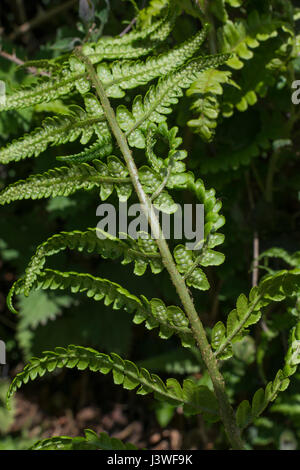 Beispiel für Dryopteris filix-Mas / Gemeine männliche Farnblätter. Unterseite mit unreifen Sori vorhanden. Farnblatt-Textur. Stockfoto