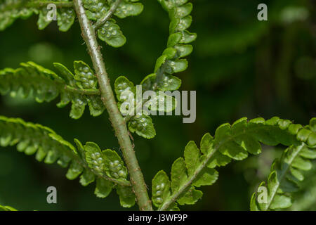 Beispiel für Dryopteris filix-Mas / Gemeine männliche Farnblätter. Unterseite mit unreifen Sori vorhanden. Farnblatt-Textur. Stockfoto