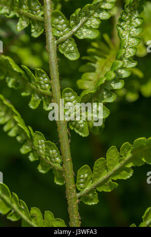 Beispiel für Dryopteris filix-Mas / Gemeine männliche Farnblätter. Unterseite mit unreifen Sori vorhanden. Farnblatt-Textur. Stockfoto