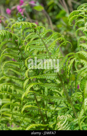 Beispiel für Dryopteris filix-Mas / Gemeine männliche Farnblätter. Unterseite mit unreifen Sori vorhanden. Farnblatt-Textur. Stockfoto