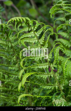 Beispiel für Dryopteris filix-Mas / Gemeine männliche Farnblätter. Unterseite mit unreifen Sori vorhanden. Farnblatt-Textur. Stockfoto