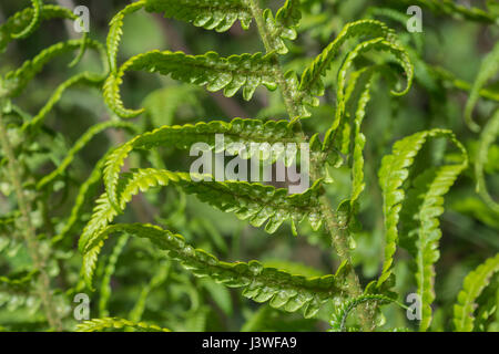 Beispiel für Dryopteris filix-Mas / Gemeine männliche Farnblätter. Unterseite mit unreifen Sori vorhanden. Farnblatt-Textur. Stockfoto