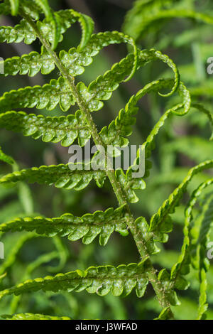 Beispiel für Dryopteris filix-Mas / Gemeine männliche Farnblätter. Unterseite mit unreifen Sori vorhanden. Farnblatt-Textur. Stockfoto