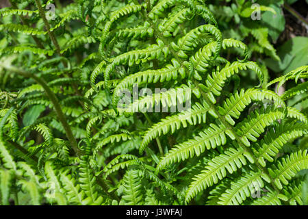 Beispiel für Dryopteris filix-Mas / Gemeine männliche Farnblätter. Farnblatt-Textur. Stockfoto