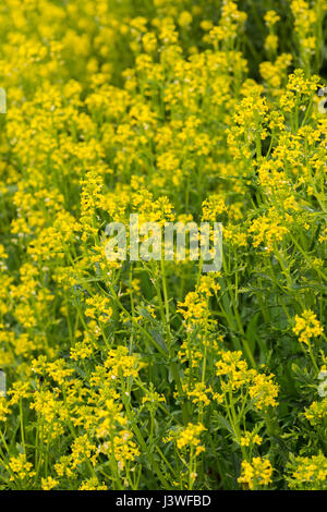 Kolonie der gelb blühenden Winter - kresse/Barbarea vulgaris - früher als Hot Senf - wie Salat Blatt, aber auch eine hat Unkraut gewachsen. Stockfoto