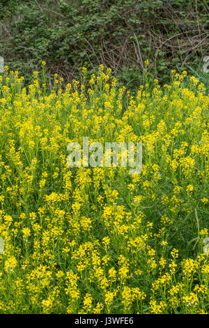 Kolonie der gelb blühenden Winter - kresse/Barbarea vulgaris - früher als Hot Senf - wie Salat Blatt, aber auch eine hat Unkraut gewachsen. Stockfoto