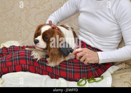 Schöne Hund Cavalier King Charles Spaniel auf eine Frau Schoß sitzen und genießen, Bürsten Stockfoto