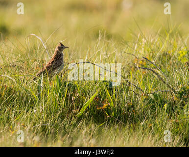 Eine Warnung Feldlerche (Alauda Arvensis) mit Haube angehoben, Pembrokeshire Stockfoto