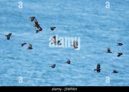 A Flock (oder Klappern) von Nebelkrähen (Pyrrhocorax Pyrrhocorax) im Flug. Pembrokeshire Stockfoto