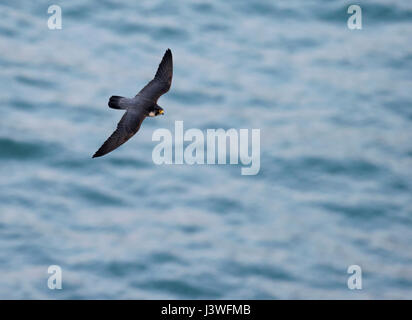 Ein Erwachsener wilde Wanderfalke (Falco Peregrinus) während des Fluges an der Küste von Pembrokeshire Stockfoto