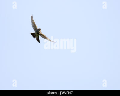 Eine Feldlerche (Alauda Arvensis) im Flug, Pembrokeshire Stockfoto