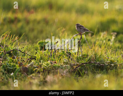 Wiese Pieper (Anthus Pratensis) sitzt auf einem Pflanzenstängel in der Abend-Sonne, Pembrokeshire Stockfoto