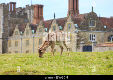 Junge Rehe grasen Knole House, aus dem 16. Jahrhundert historischen englischen Landsitz in Kent, UK Stockfoto